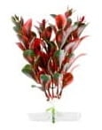 18320-jk-animals-red-ludwigia-13-16-cm-0.png.jpg