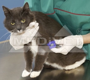 STAZA Z KLAMRĄ ZWALNIAJĄCĄ  5 SZTUK ( pies koty diagnostyka chirurgia krew pobieranie badanie ) 210181