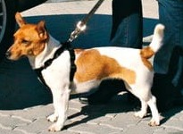 promo TRIXIE 1284 KRÓTKA SMYCZ DO SZELEK DLA PSA 45-70 CM/30 MM