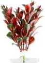 18320-jk-animals-red-ludwigia-13-16-cm-0.png.jpg